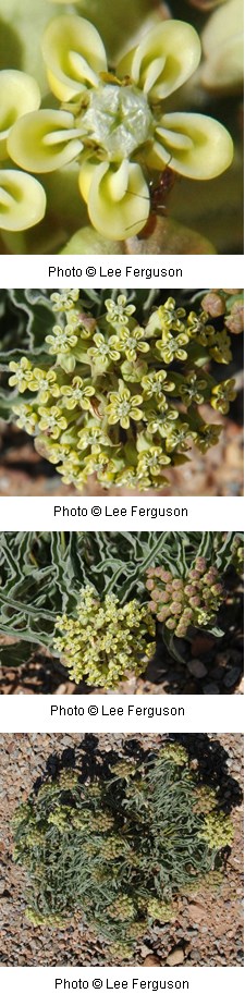Asclepias macrosperma Asclepias macrosperma