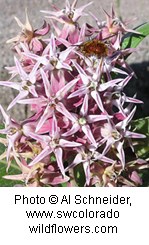 Clump of pink star-shaped flowers. petals are thin with a point.