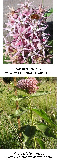 Clump of pink, star-shaped flowers, on a tall stalk with large green leaves.