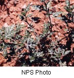 Spiny greyish green leaves with a background of reddish soil.