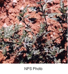 Spiny, greyish-green leaves with sharp edges with a reddish orange soil in the background.