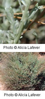 Two photos of a bush with silvery green lobed leaves with tiny hairs on them.