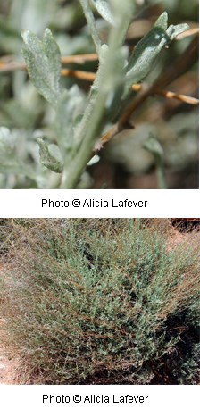 Green fuzzy leaves on a shrubby bush.