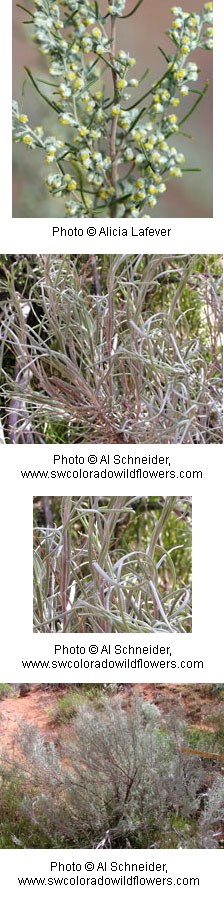 Woody shrub with threadlike leaves that are greyish green. Small yellow buds of flowers.