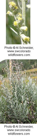 Two photos of a plant with long thin greyish green leaves and small balls of tiny yellow flowers.