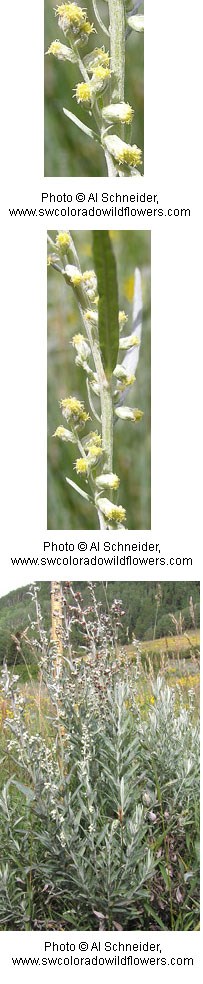 Artemisia ludoviciana Artemisia ludoviciana