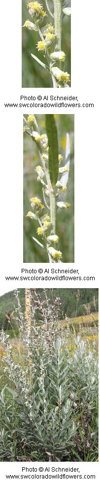 Yellow flowers on a greyish green stalk.