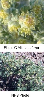Top photo shows a closeup of a green and yellow bulbous flower. The bottom photos shows the full plant which is mainly green growth scattered with the yellow flowers.