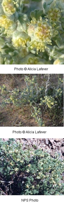 Artemisia spinescens Artemisia spinescens