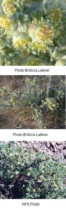 Tiny yellow flowers that clump up to look like one bigger flower on a spiny green plant.