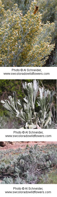 Silvery grey oval shaped leaves with fine hairs on them. Clumps of small creamy yellow flowers along the stalks.