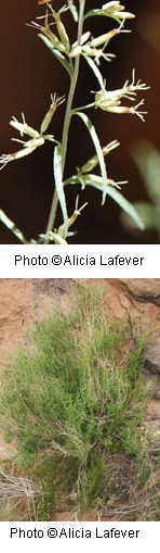 Two photos. Closeup of a small green flowers in groups of 3 to 5. Second photo of full plant with narrow green leaves tapering to a point.