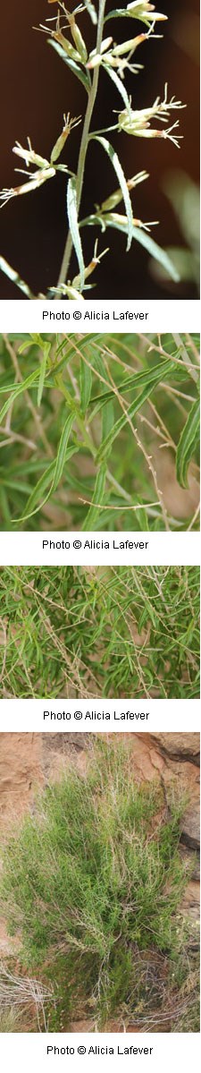 Brickellia longifolia Brickellia longifolia