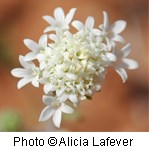 tiny white flowers growing in a cluster.