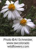 white flowers with yellow centers