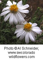 Two white flowers with long drooping petals. Over 10 petals surround a fuzzy yellow center.