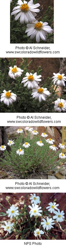 Bright white flower with multiple petals and a yellow-gold center.