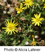 Bright yellow flowers with long thin petals ending in a point, like a starburst.