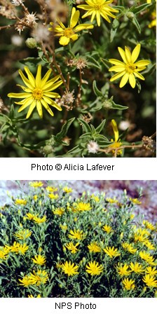 Bright yellow flowers with long thin petals ending in a point, like a starburst.