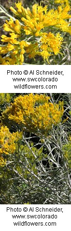 Bright yellow flowers, shaped like tubes growing in groups of five on a woody stem.