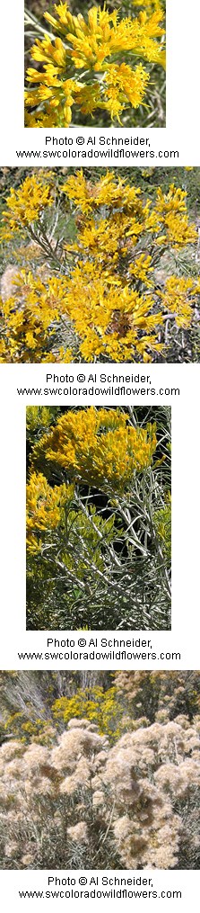 Bright yellow flowers clumped on the top of a woody stem.