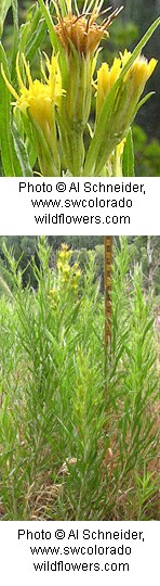 Two photos of a tall shrub with thin green leaves and tubular yellow flowers.