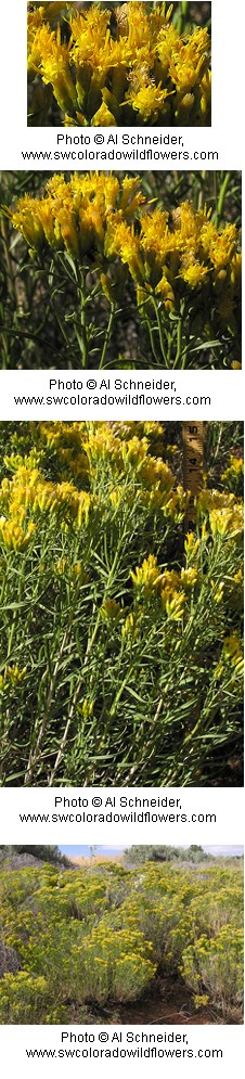 Bright yellow flowers bunched together on the tops of tall green stems with thin tapering leaves.