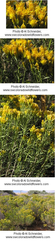 Chrysothamnus viscidiflorus Chrysothamnus viscidiflorus