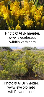 Two photos of a shrub with a cluster of bright yellow flower heads. Flowers are tubular in shape.