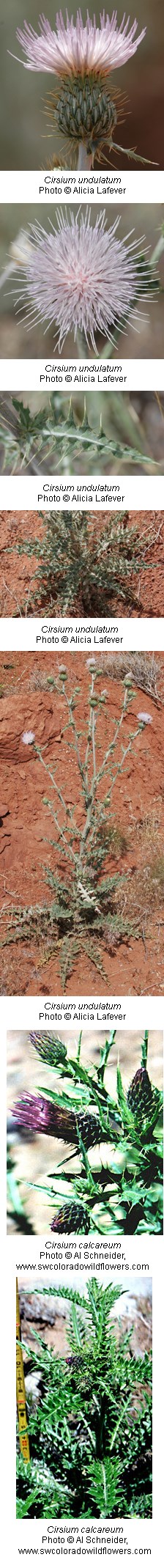 Cirsium sp. Cirsium sp.