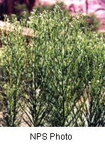 Tall stalks with thin green leaves growing up the entire length of stem with small whitish-yellow flowers throughout the stem.