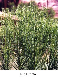 Green stalks with tiny purple flowers on the tops.