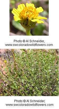 Bush with small green leaves and bright yellow flowers