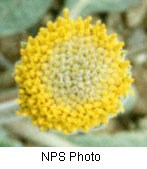 Close up of a large disk flower that is bright yellow on the edge and a pale yellow in the center.