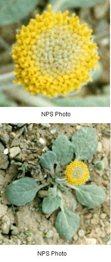 Yellow flower head that appears to be a single flower, but is composed of multiple small flowers