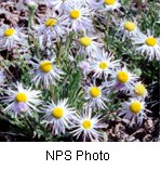Flowers growing in bunches with bright yellow centers surrounded by thin long white petals.