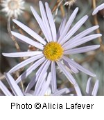 Flower with numerous thin long white petals surrounding a yellow center.