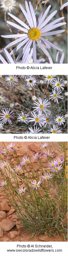 Multiple flowers with bright yellow centers and pale pink petals that are tapered.