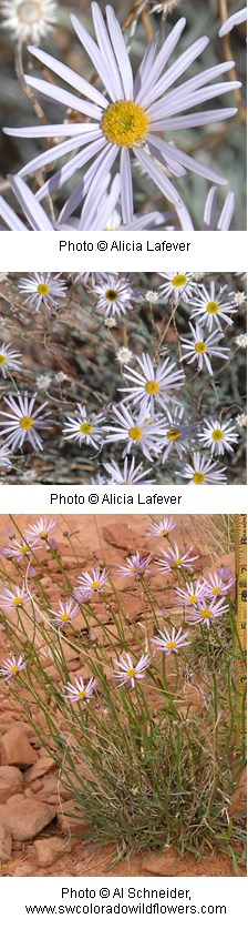 Erigeron utahensis Erigeron utahensis