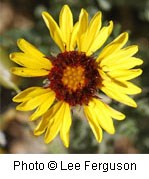 A flower with a dark brown center is surrounded by short yellow petals with three lobes on the end.