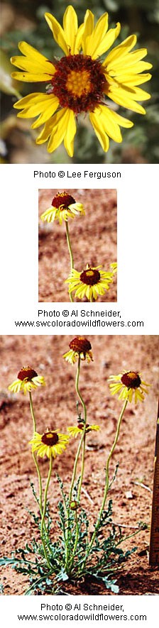 Multiple photos showing yellow flowers with a dark reddish-brown center.