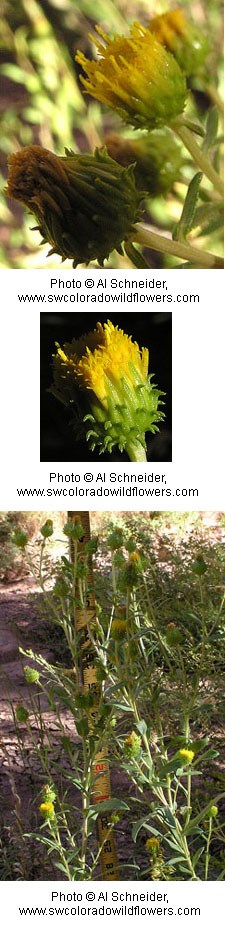 Yellow flowers tightly grouped in tall leafy stems.