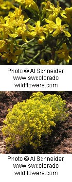 Two Photos of a shrub with bright yellow flowers growing in clusters. Flowers have oval shaped petals with small petals sticking up from the main flower.