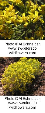 Two photos of a shrub with bright yellow flowers growing in clusters. Flowers have oval shaped petals with small petals sticking up from the main flower.