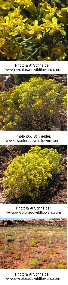 Multiple images of a plant with yellow flowers