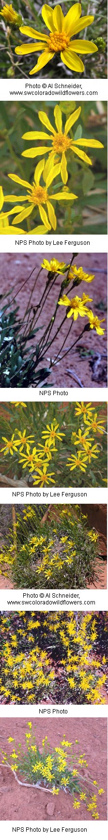 Multiple images of yellow flowers with nine petals.