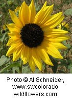 Flower with a large dark brown center surrounded by yellow petals