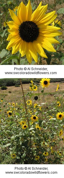 Two images of yellow sunflowers with dark brown centers.