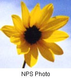 A flower with a dark brown center surrounded by yellow petals against a blue sky