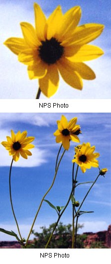 Two images of bright yellow flowers with twelve pointed petals and dark brown centers.